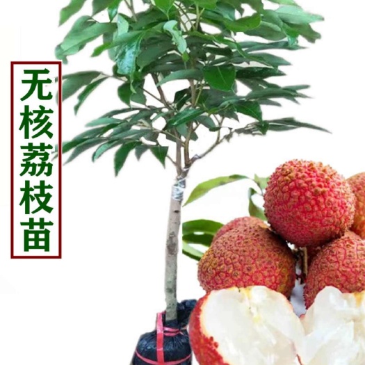 灵山县无核荔枝嫁接果树苗地苗