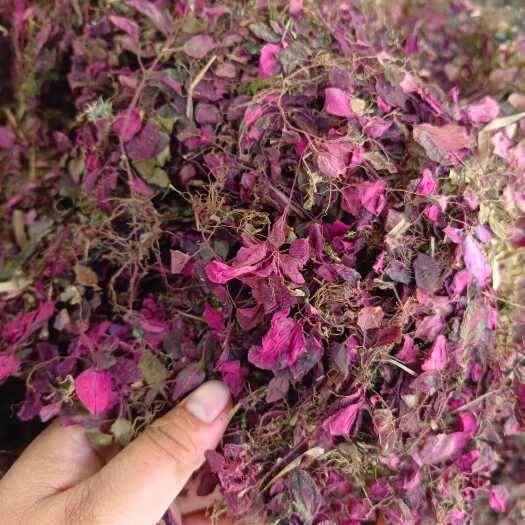 天全县小叶红风柜草