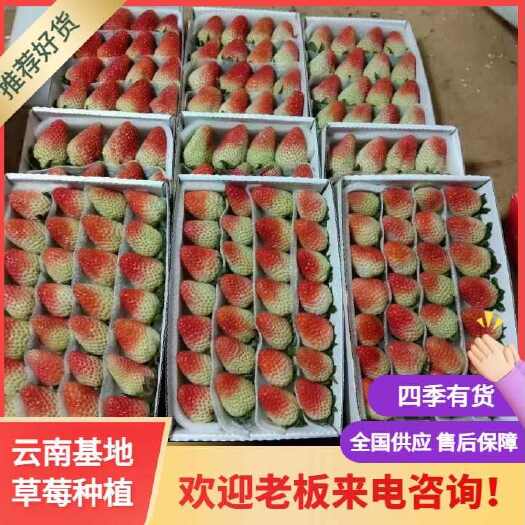会泽县云南四季草莓，夏季草莓已大量上市，基地一手货源