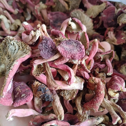 藤县广西象棋红菇   野生中菇   红菌