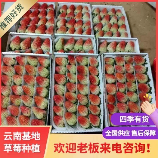四季草莓,质优价廉在云南,发全国各地