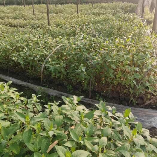昌宁县木姜子苗  大量出售山苍子树苗，山胡椒树苗