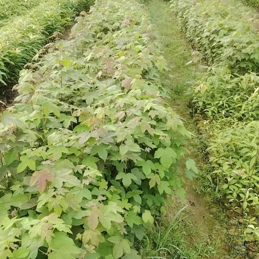广州造林小树苗枫香