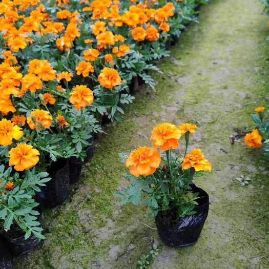 成都成都温江直发孔雀草花卉苗木基地供应