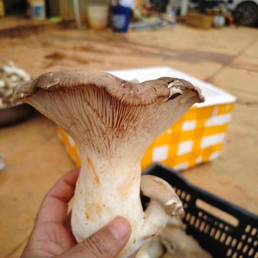 祥云縣虎掌菌