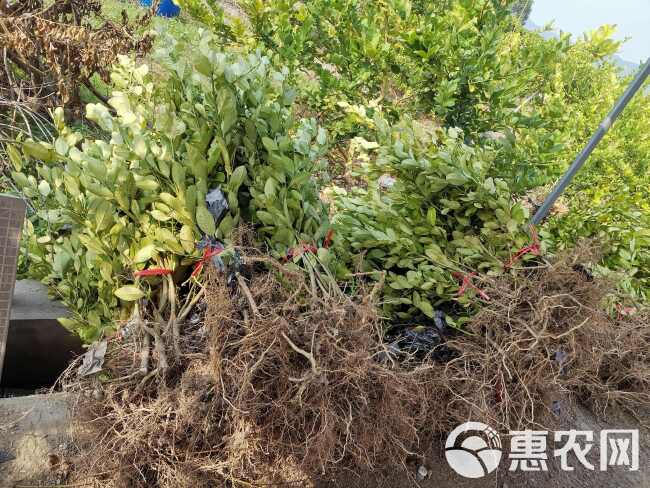 广东香水柠檬苗广东香水柠檬大苗果子香味浓郁  奶茶店用品种