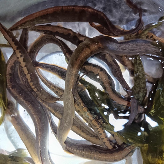 刺鳅鱼（猪麻锯，辣锥）