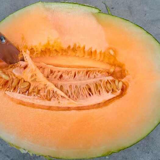 广州哈密瓜