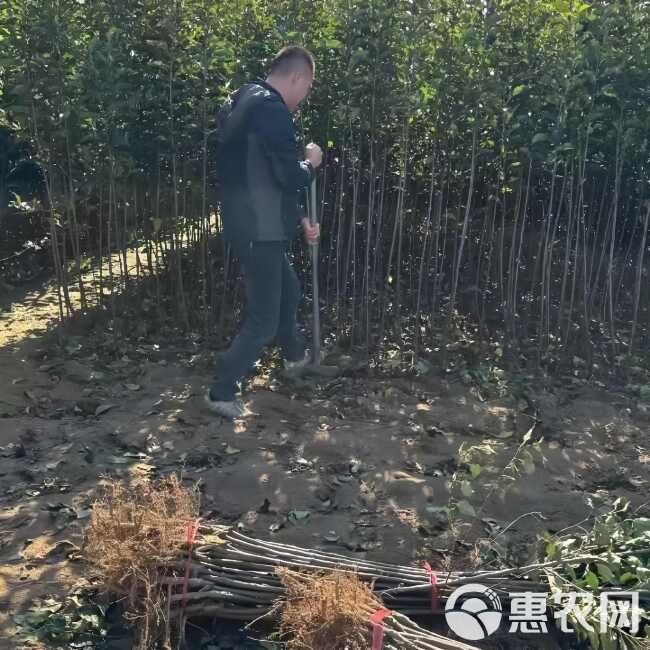 红寒富苹果树苗 现起现发 东北耐寒新品种苹果树苗 辽宁果树苗