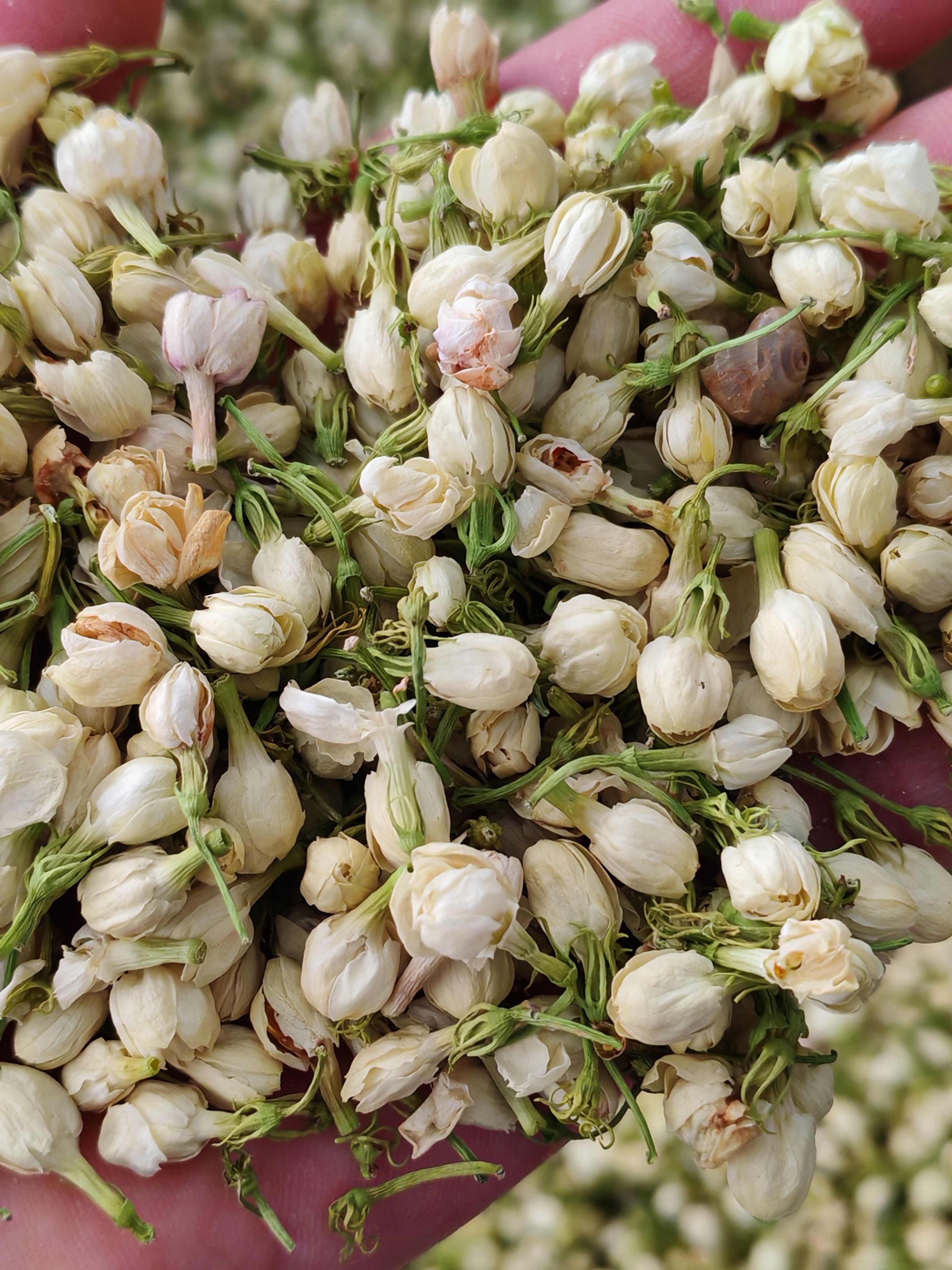 茉莉花 茉莉花茶 木梨花 茉莉花干花大貨批發(fā)