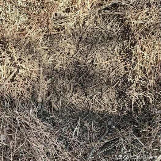 成都松针