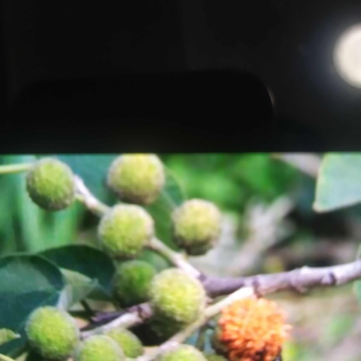 上林县大量楮实子丶构树大青果，木姜子