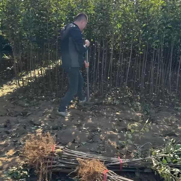 红寒富苹果树苗 现起现发 东北耐寒新品种苹果树苗 辽宁果树苗