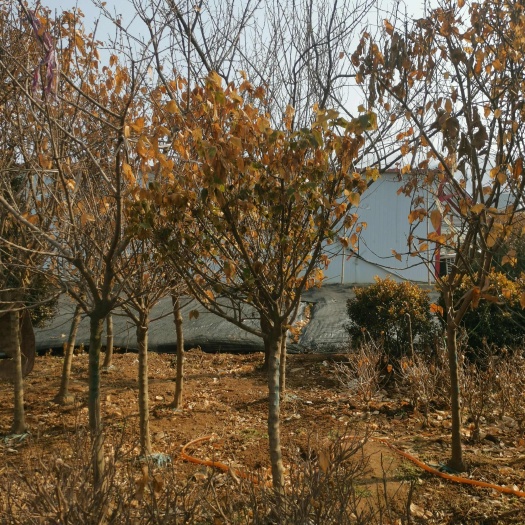 沭阳县素心腊梅