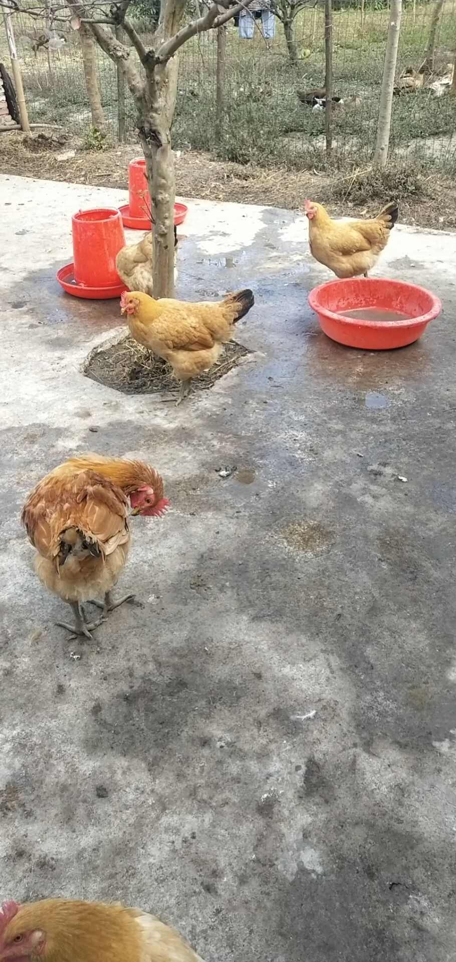土鸡蛋