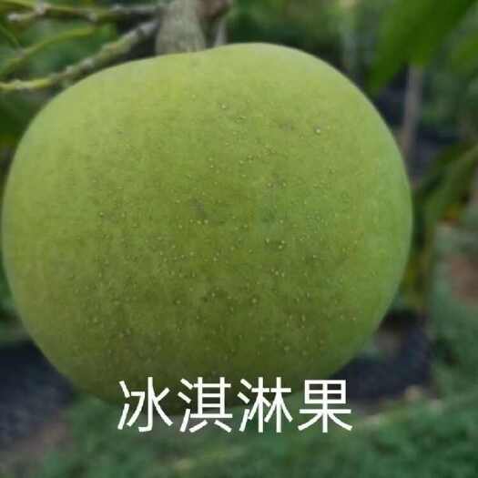 普宁市冰淇淋果种子按粒售