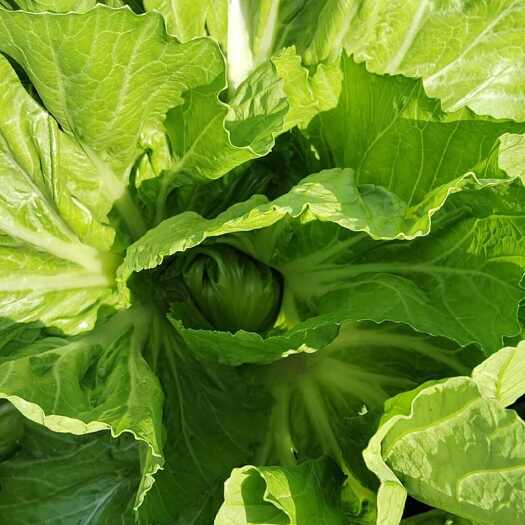 韶关大肉包心芥菜