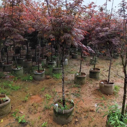 揭阳红枫3-5公分大量出售