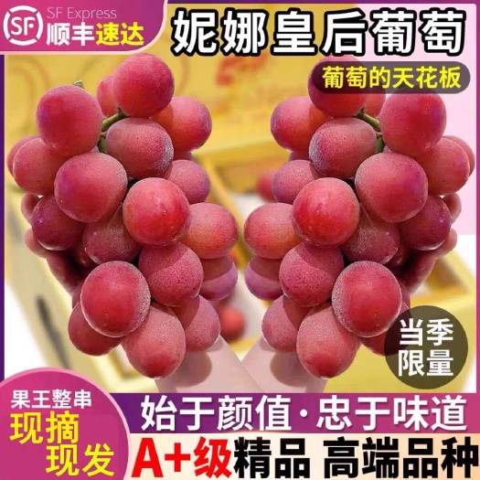 昆明妮娜皇后葡萄 无籽高端水果应季新鲜现摘 源头基地供应链一件代