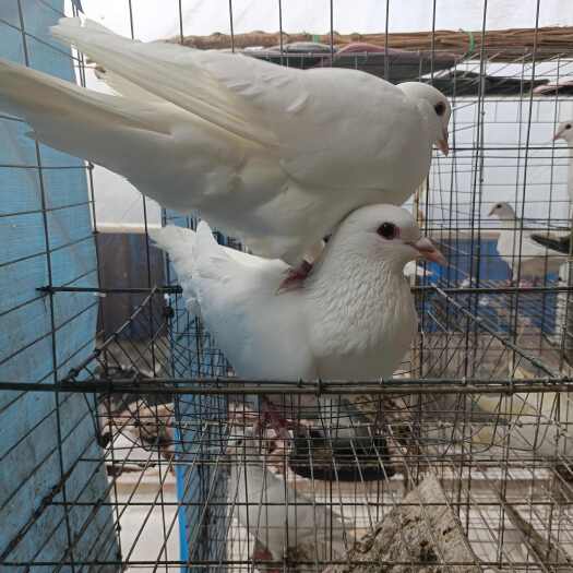 绵阳鸽子