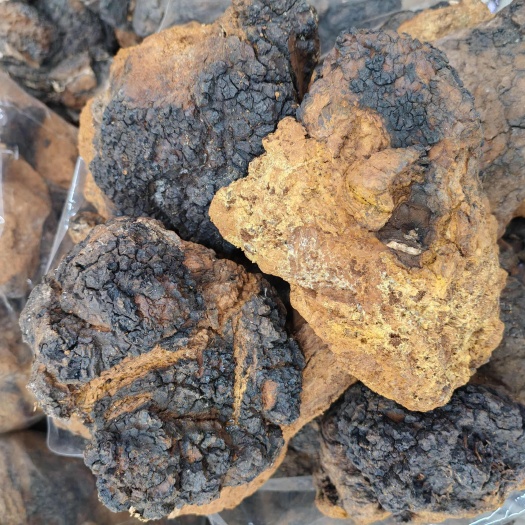 昆明桦树茸 白桦茸 桦树黄大货批发