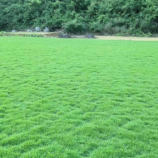 钦州马尼拉草皮