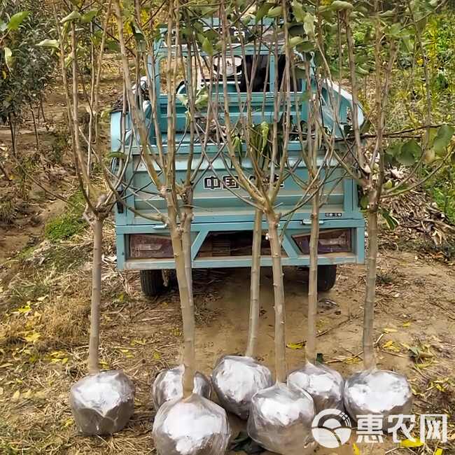 红寒富苹果树苗 现起现发 东北耐寒新品种苹果树苗 辽宁果树苗