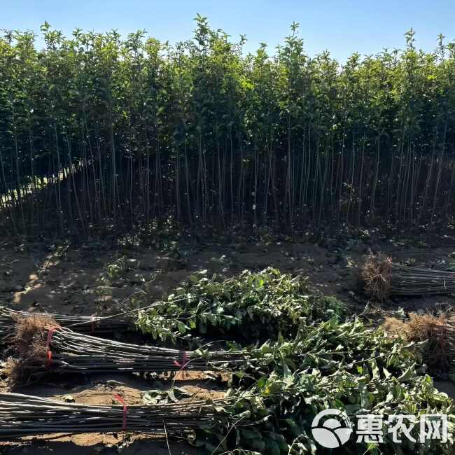 红寒富苹果树苗 现起现发 东北耐寒新品种苹果树苗 辽宁果树苗