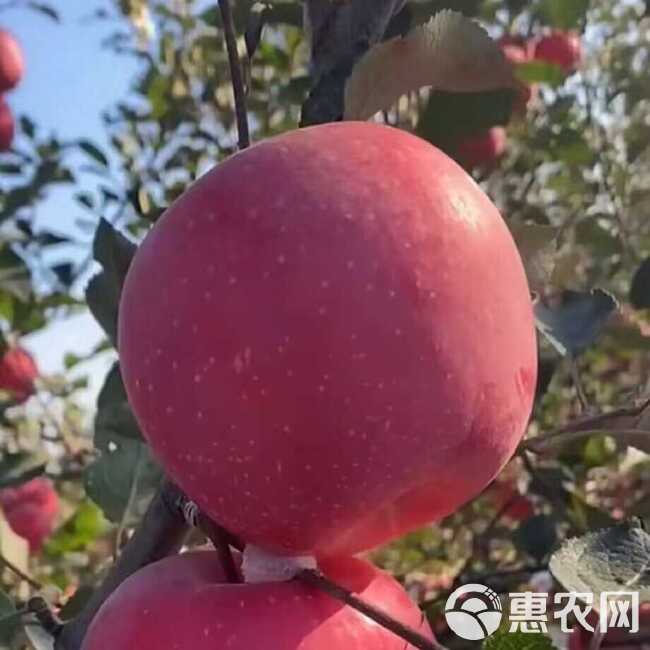 红寒富苹果树苗 现起现发 东北耐寒新品种苹果树苗 辽宁果树苗