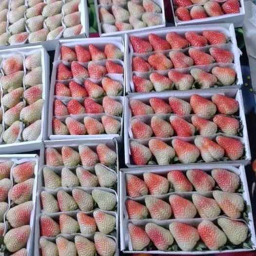 会泽县云南夏季蒙特瑞草莓