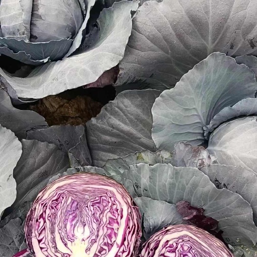 紫包菜