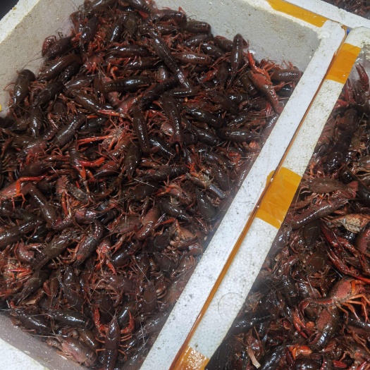 3-7钱鲜活小龙虾，肉质紧实白腹好打理