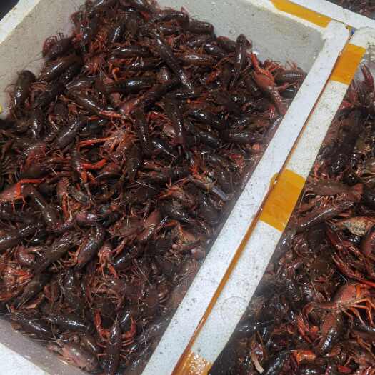 西安3-7钱鲜活小龙虾，肉质紧实白腹好打理
