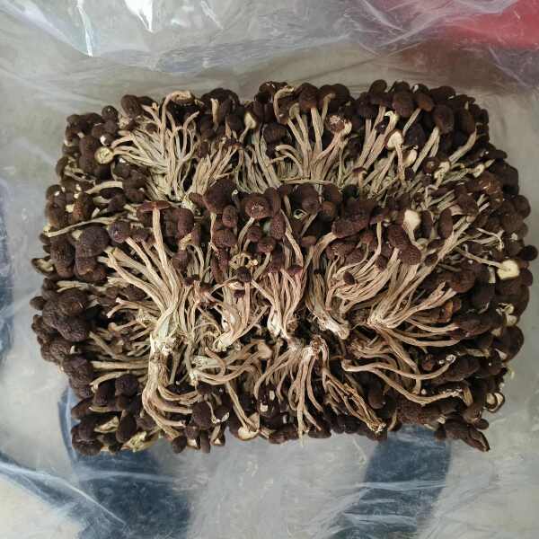 江西广昌茶树菇5号菇不开伞茶树菇茶薪菇干货2024新菇