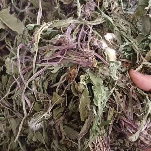 玉林蒲公英
