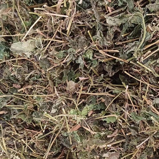 玉林绞股蓝