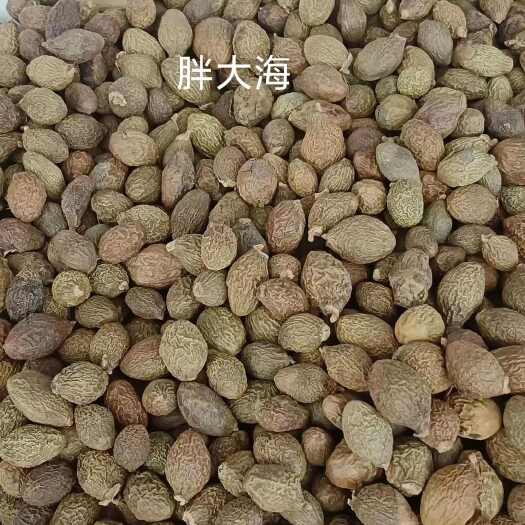 胖大海