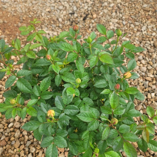 昆明盆栽玫瑰