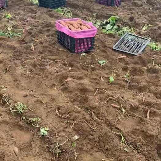 雷州市湛江红薯(西瓜红) 出口备案基地8000亩，4货柜/天