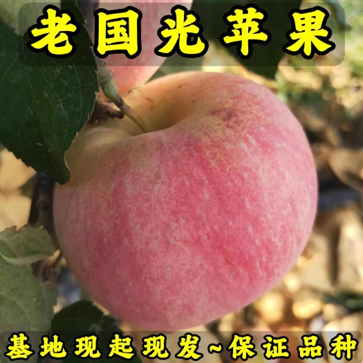 营口正品国光苹果苗 品种纯真 基地现起现发货 成活率高 提供技术