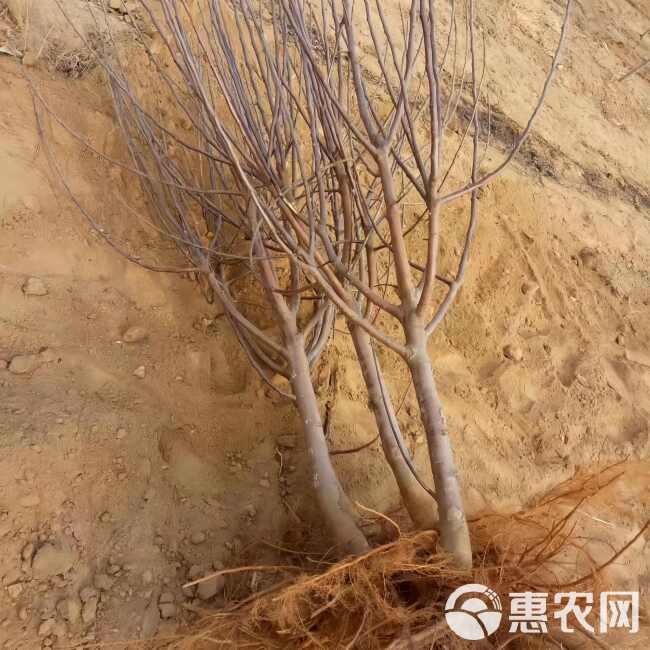 香妃苹果树苗 基地现起现发 耐寒新品种苹果树苗 辽宁果树苗