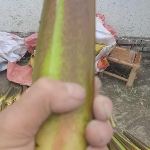 茭白
