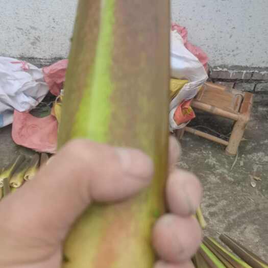 天台县茭白