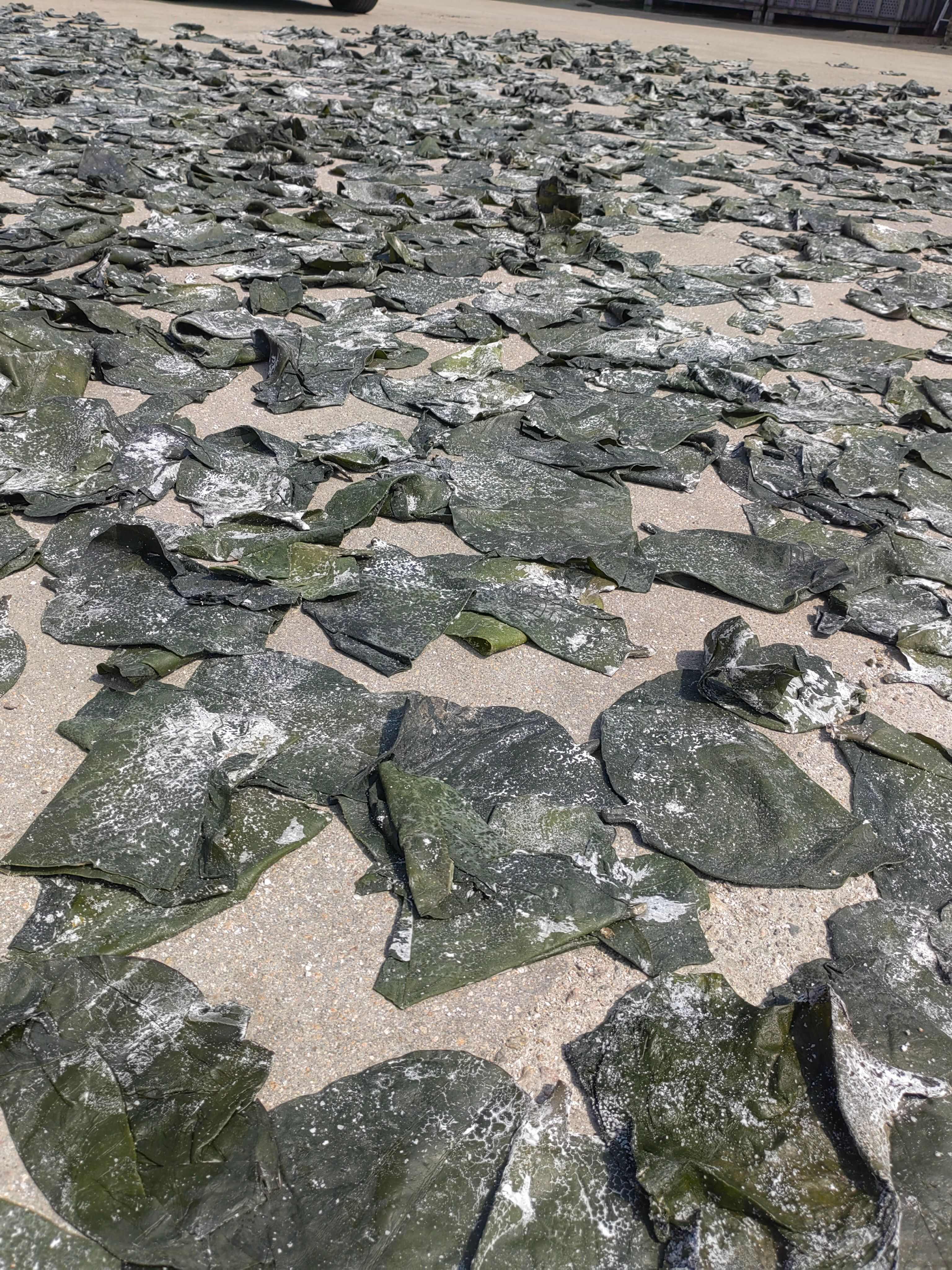 荣成海带晒干小头