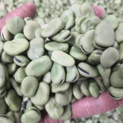 虞城县新货干蚕豆青皮蚕豆
