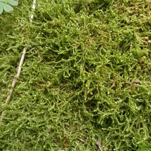  青苔
