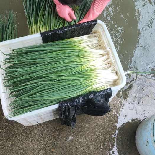 湄潭县香葱