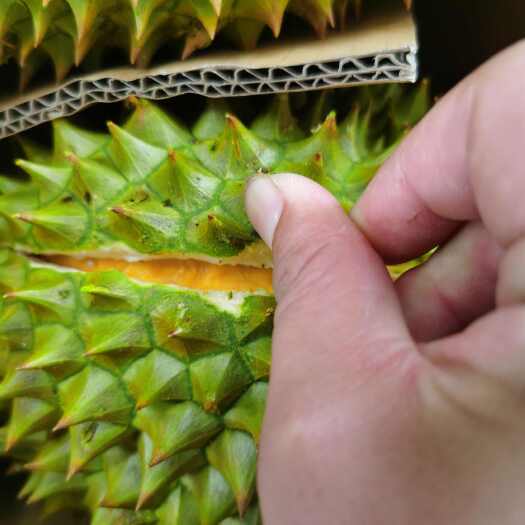 广州精品干尧