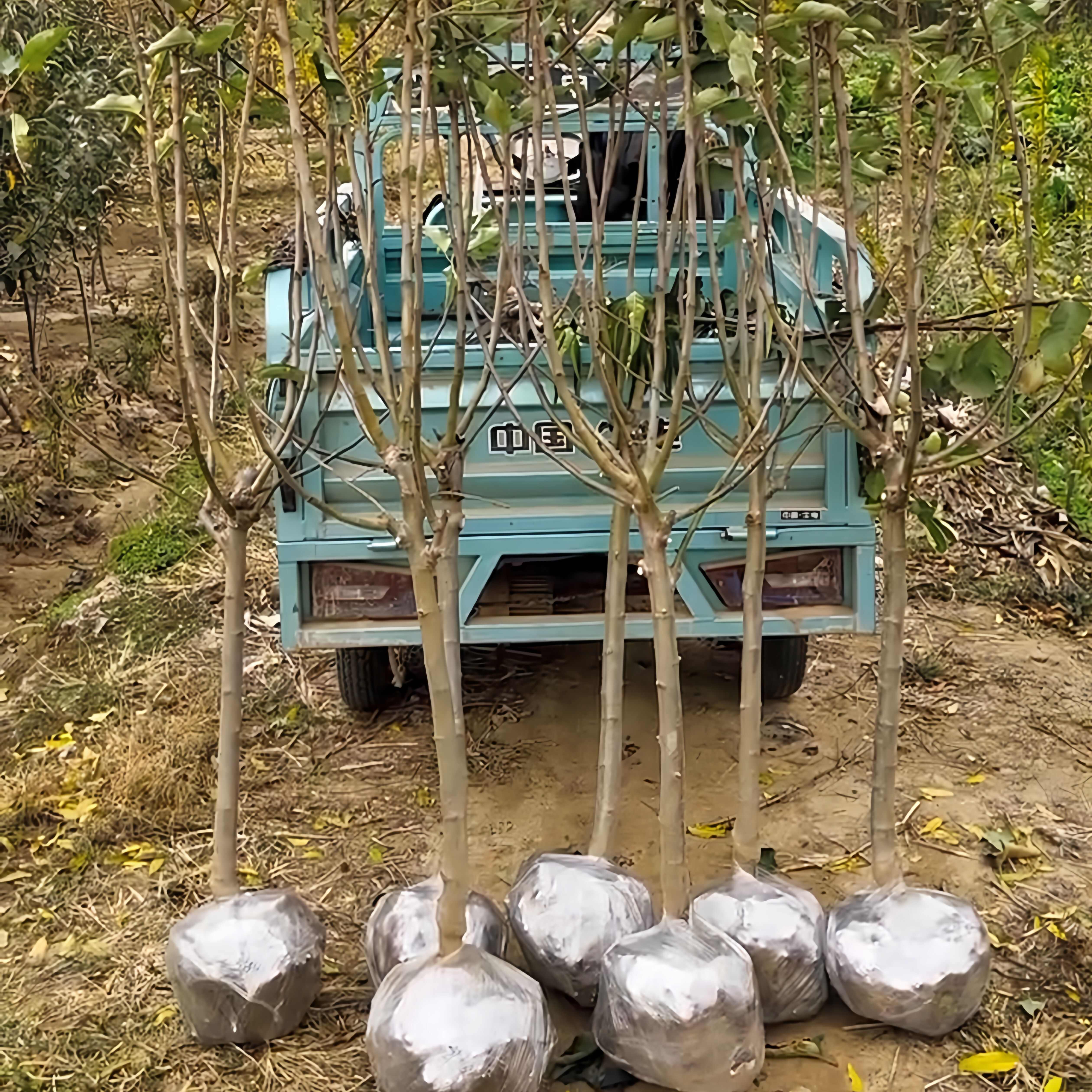 维纳斯黄金苹果苗 品种纯真 基地现起现发货 根系发达成活率高