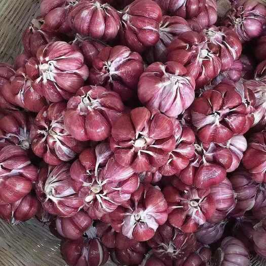 金乡县紫皮蒜